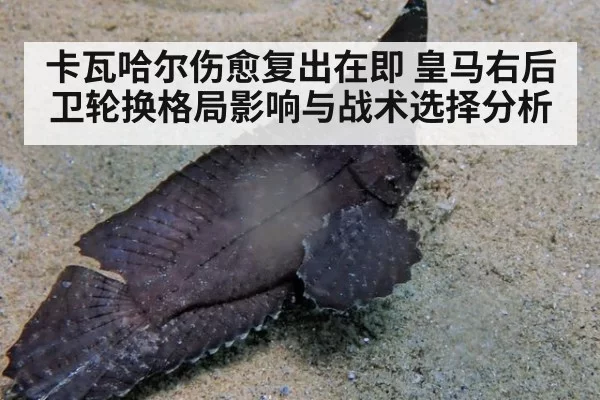 卡瓦哈尔伤愈复出在即 皇马右后卫轮换格局影响与战术选择分析